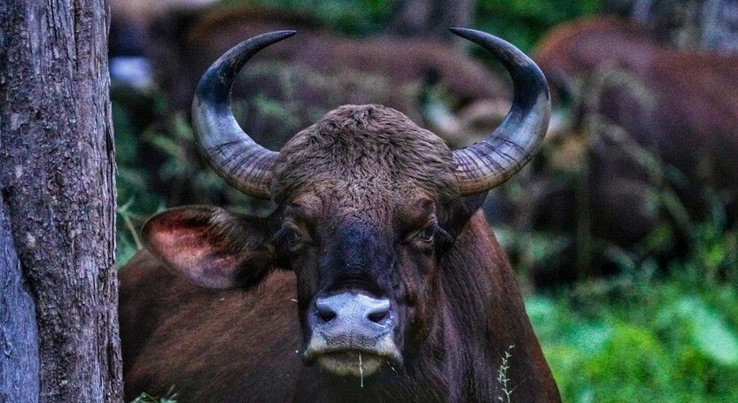 GORUMARA NATIONAL PARK DOOARS