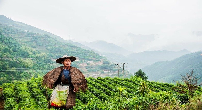 KURSEONG TEA ESTATE