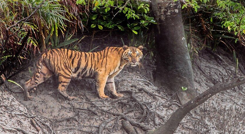 SUNDARBAN