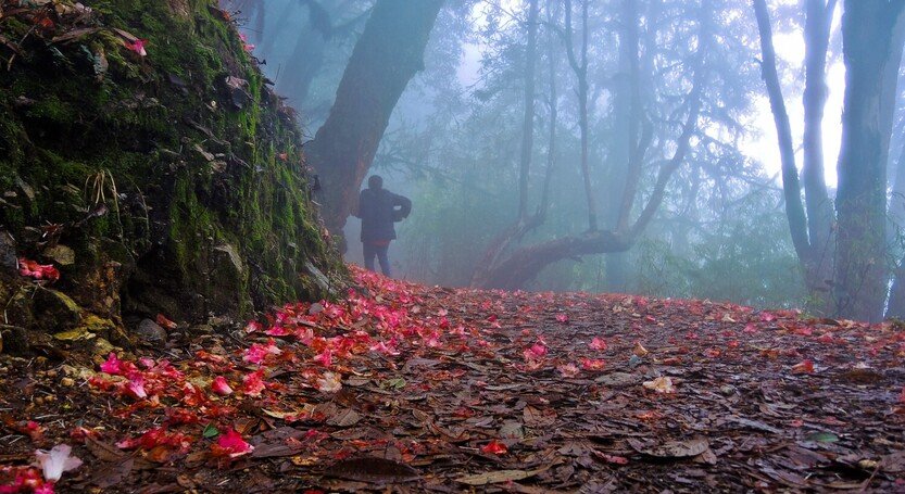 BARSEY RHODODENDRON SANCTUARY