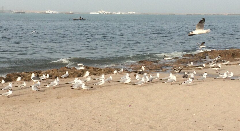 PORBANDAR BEACH