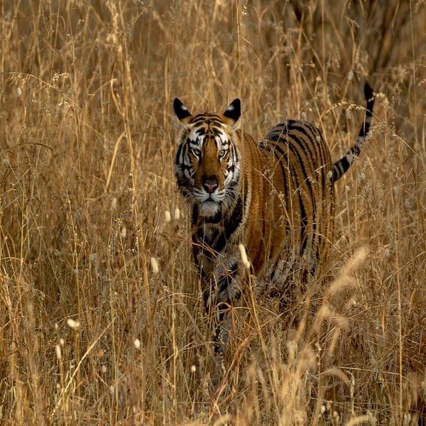 RAJAJI TIGER RESERVE