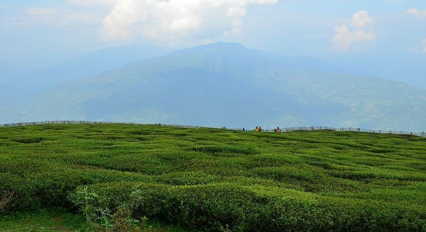 TEMI TEA ESTATE