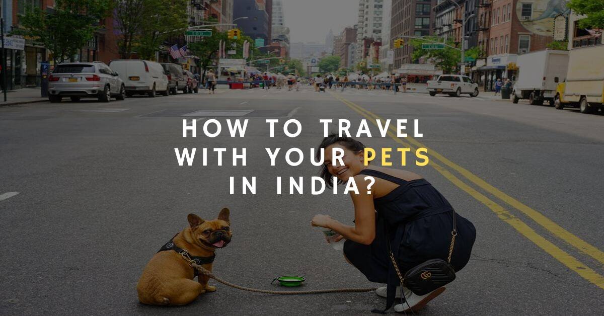 HOW TO TRAVEL WITH YOUR PETS IN INDIA?